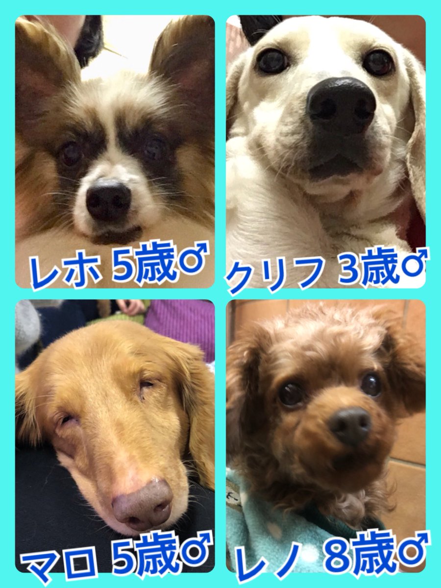 🐾今日の里親様募集中ワンコ🐶メンバーです🐾2019,12,1